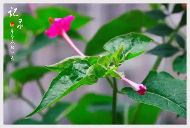 一年300台手术，解密奉节骨科医生的一天！这才是他们最真实的生活