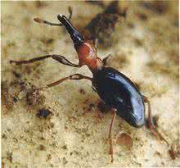 小时候奶奶跟我说这是甘薯“有风”很难吃,现在才知道这个小东西为害的