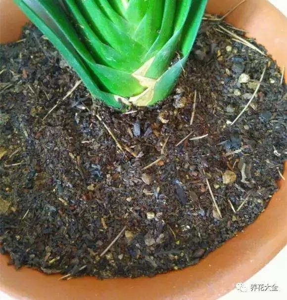 植物起死回生 (让植物起死回生的小妙招)