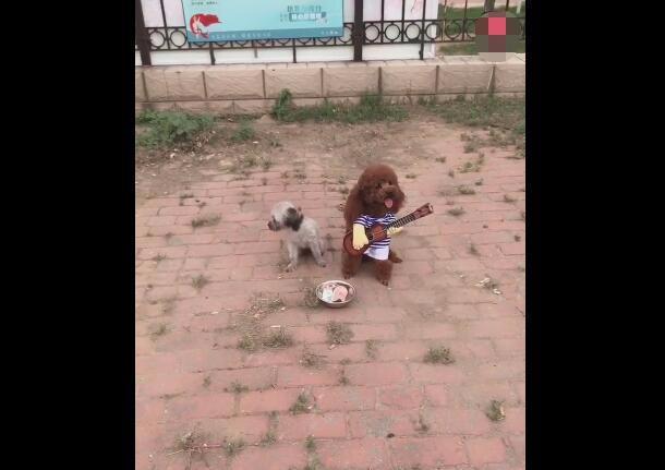 丐帮入门后怎么成功乞讨五次,丐帮帮主教人乞讨