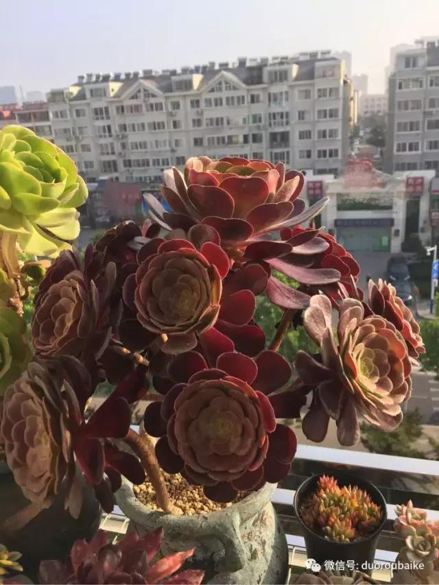 夏日多肉状态,夏天的多肉褪去了华丽的颜色