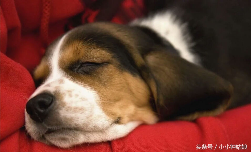 狗消化不良有哪些症状,狗消化不良会死吗