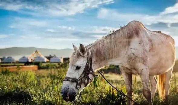 浮云牧场酒店推荐,浮云牧场网红酒店