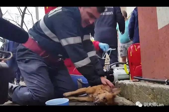 如果被狗狗袭击该怎么办,如果被狗狗轻微咬伤会怎么样