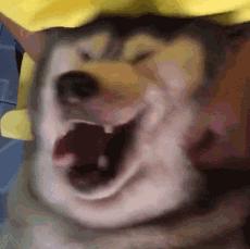 猫咪眼睑内翻解决办法,猫咪下眼睫毛内翻割眼皮后闭不上