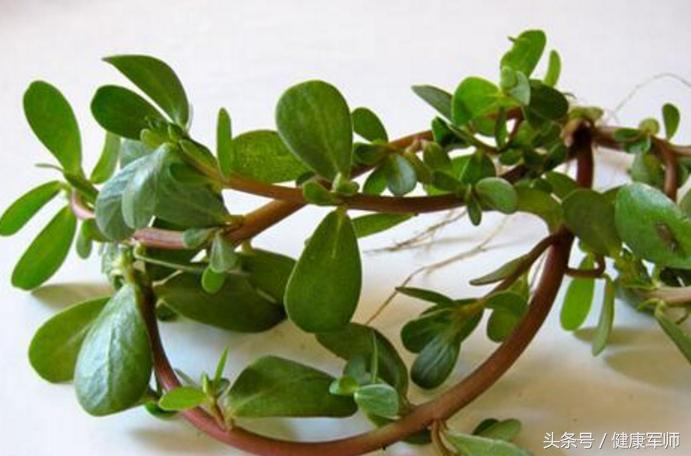 1-3个月孕妇吃什么食物保胎好,刚刚怀孕1-7天吃什么食物可以保胎