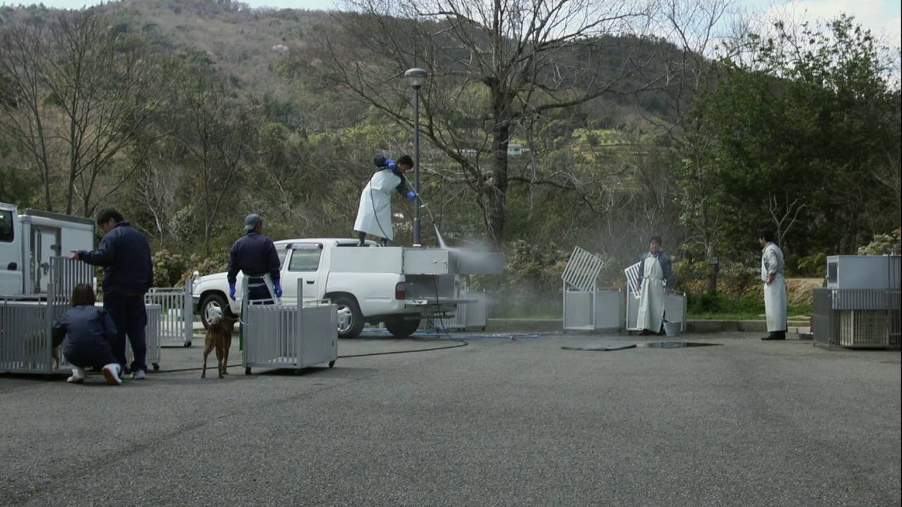 捕杀流浪猫狗的国家,大量捕杀流浪猫犯法吗