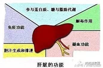 肝脏两对半指标怎么看,肝功能报告单怎么看肝数值