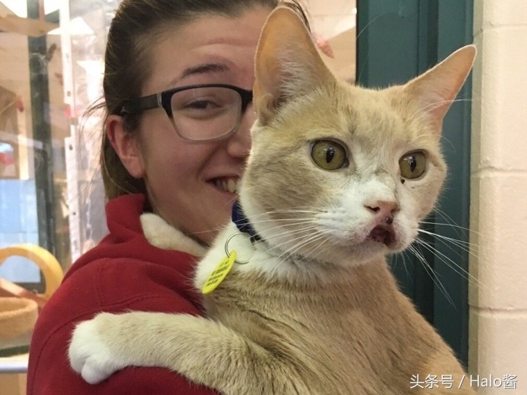 猫咪兔唇怎么办,兔唇猫咪