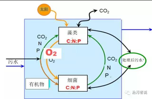 生物藻污水处理,绿藻能处理污水吗