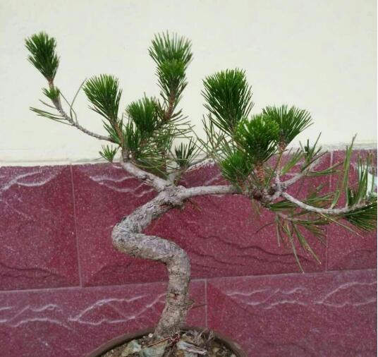 单杆式文人型精品黑松盆景 (黑松盆景用深盆还是用浅盆)