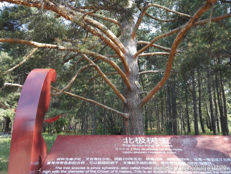 呼伦贝尔漠河旅游攻略夏季,呼伦贝尔漠河环线自由行