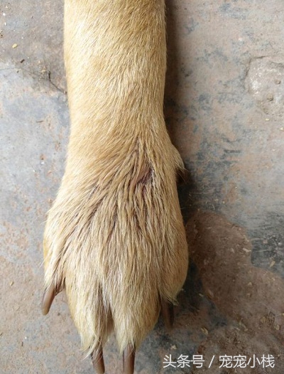 狗狗被蛇咬伤打什么针,狗狗被毒蛇咬伤