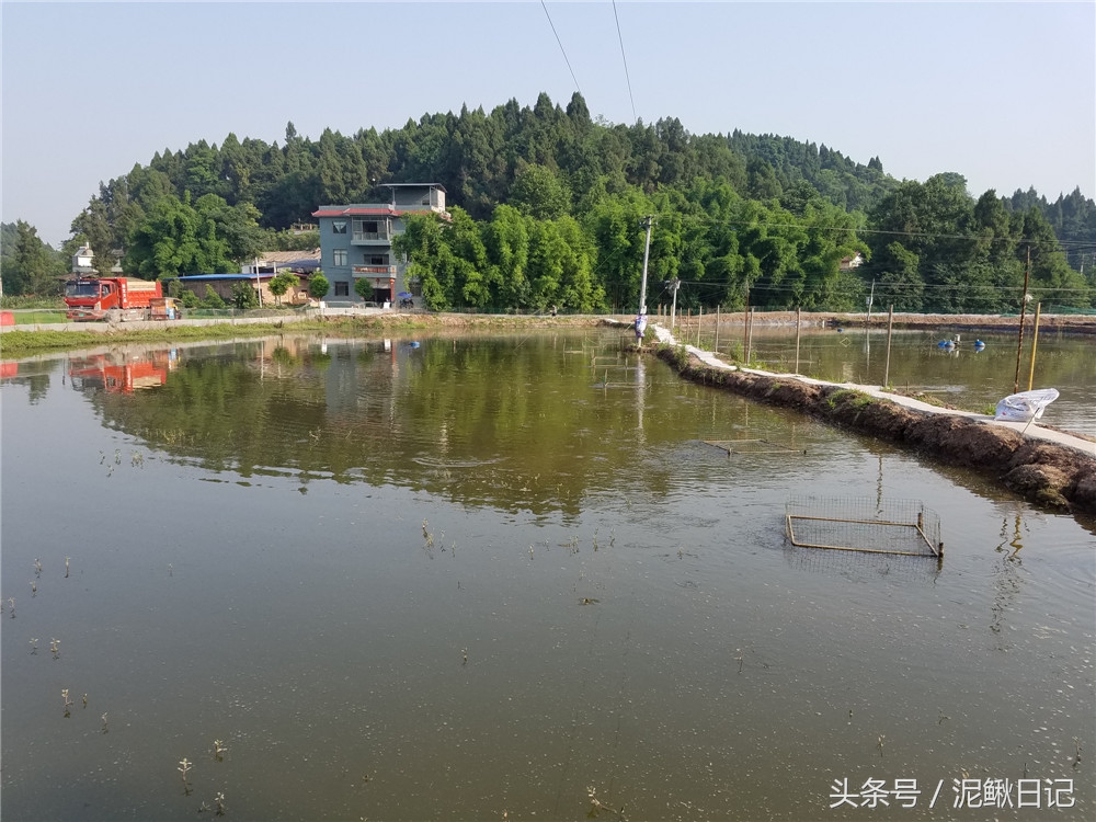 创业养殖鲫鱼,养殖泥鳅和鲫鱼哪个效益高