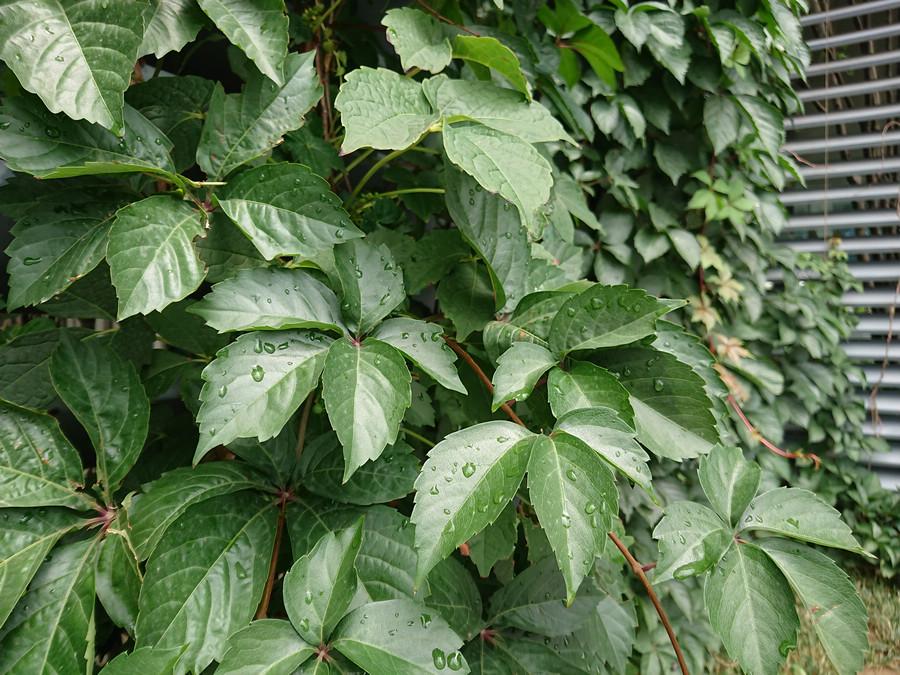 为啥都说索尼电视好,为什么都说索尼手机好