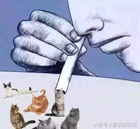 猫咪割双眼皮对比图,猫咪割双眼皮后对比