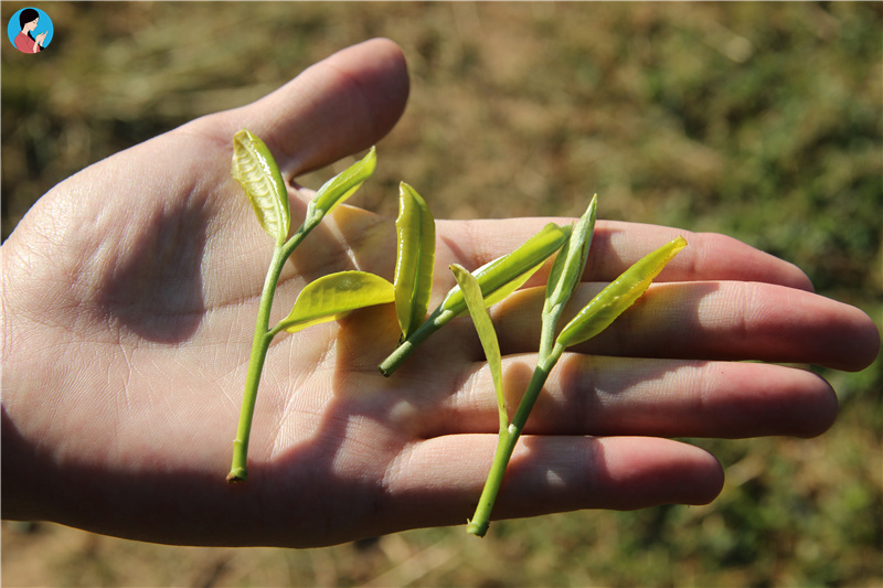 云南普洱茶和福建普洱茶,今年云南普洱茶价格多少钱一公斤