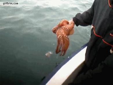 “有头脑”的物种引起科学家的不安，夏季海边度假请小心这种生物！