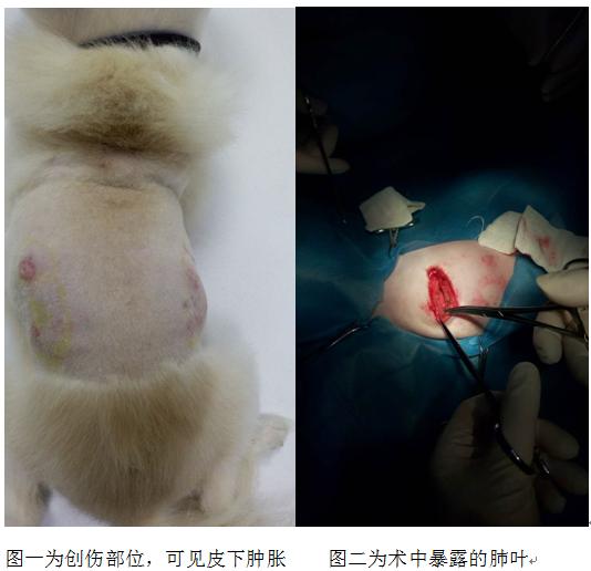 一例犬胸壁透创并发气胸诊治报告