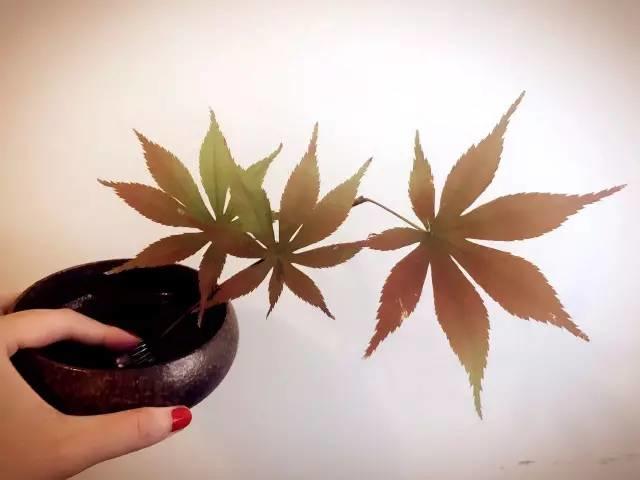 天舞笛音：爱你，才要守护你——致生命力中的“Maker”！