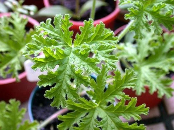 驱蚊草驱不驱蚊子,室内养驱蚊草真的驱得了蚊子吗