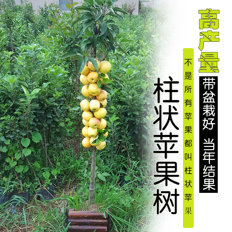 苹果树矮化栽培技术的主要优点,1到4年的苹果树快速丰产技术