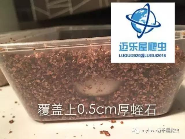 赫曼怎么繁殖,赫曼什么时候繁殖