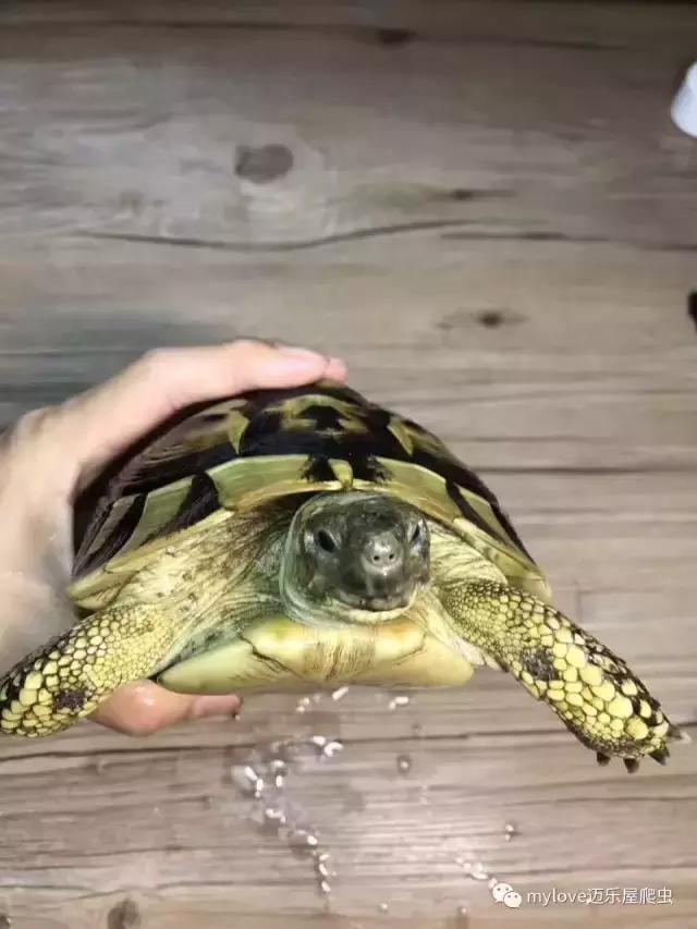 赫曼什么时候繁殖,赫曼繁殖方法