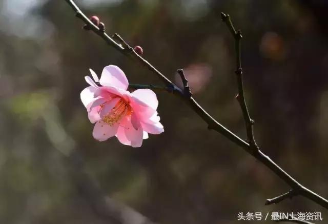 上海话念不了诗,上海话念古诗词