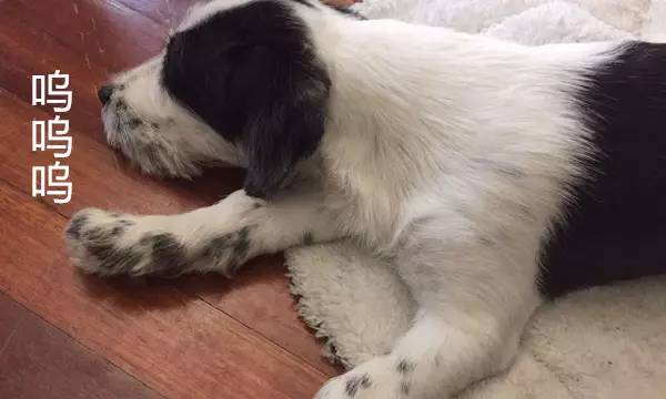 狗狗被蜜蜂蛰的图片,被蜜蜂蛰的狗狗原视频