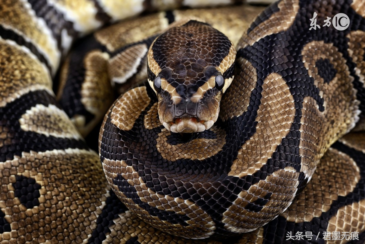 杀蛇最好的办法,森蚺杀其它蛇