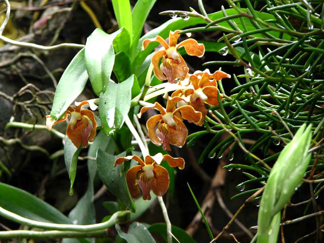 女子顺走天价花,女子顺走50万彩礼