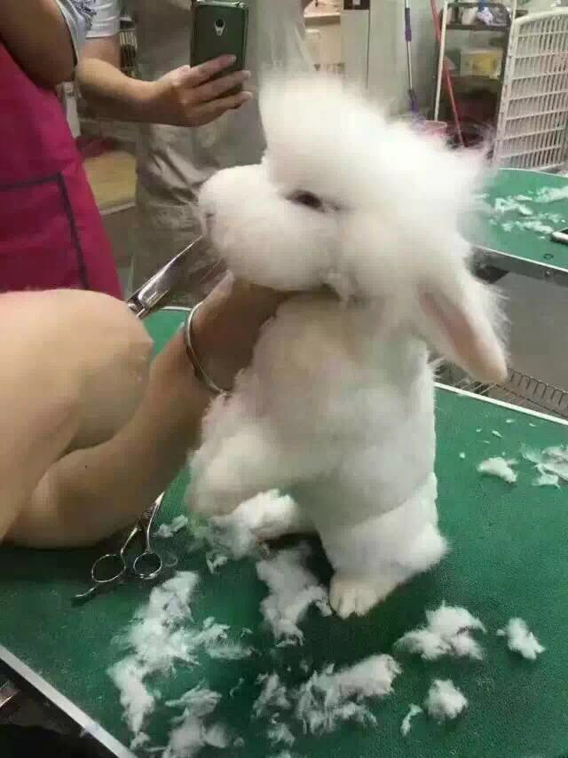 宠物篇-兔子1：想不想养一只甜馨同款的小兔兔呢~来来来~这里有大量萌兔奉上~