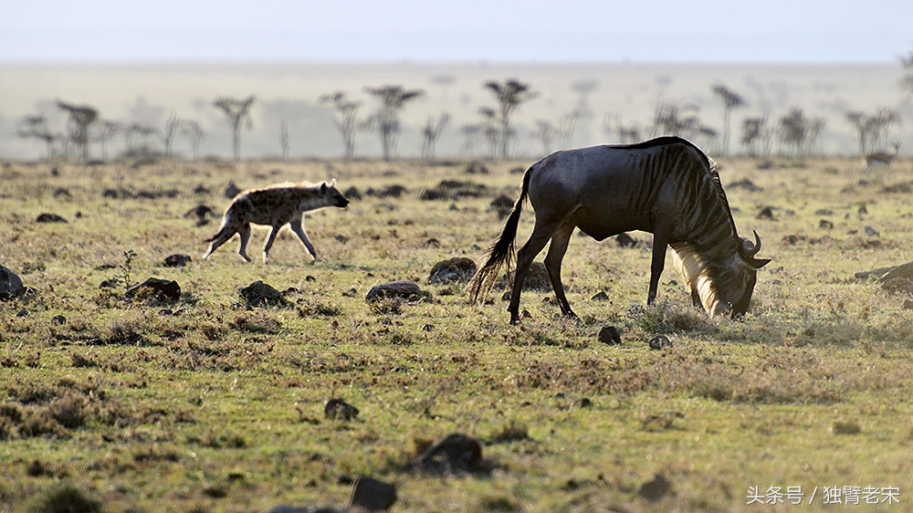 肯尼亚动物大迁徙旅游,肯尼亚迁徙之旅