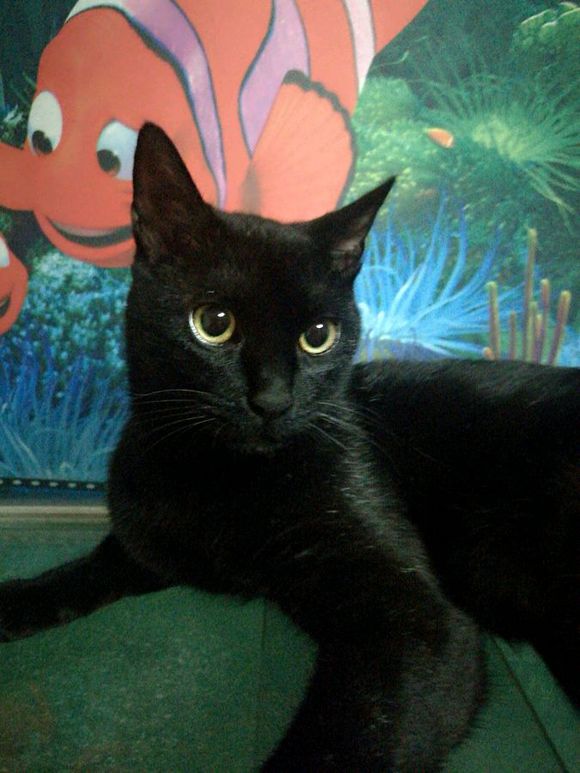 话不投机半句多，一言不合就开咬，这猫是不是被我宠坏了！