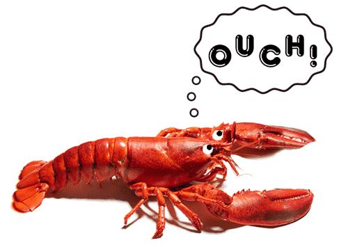澳洲大龙虾400斤,澳洲大龙虾波士顿龙虾