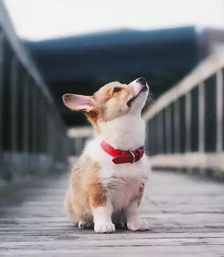 养了一只柯基,养了一只柯基和博美