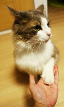 温柔果断干净一尘不染什么意思,立花慎之介不可逾越的红花