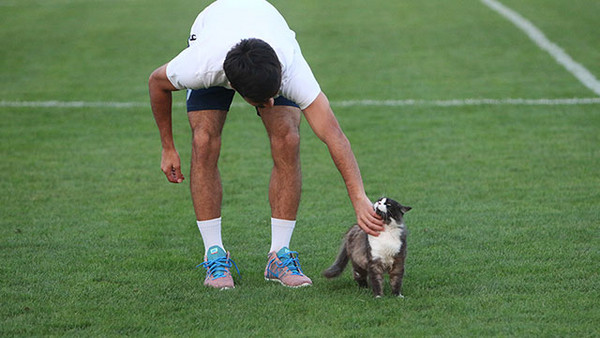 猫教练到课堂讲课,猫教练训练鸽子