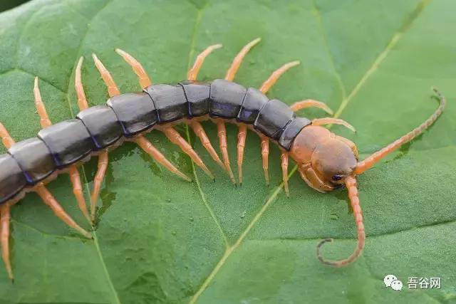 养殖周期很短价格高最稀缺的动物,什么动物养殖最便宜最好养