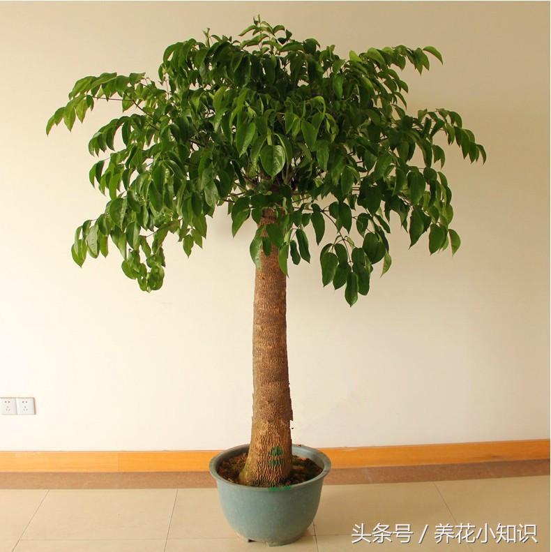 4种超好养的盆栽,耐养又好看的盆栽