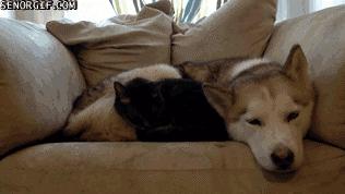 涨姿势！猫狗睡觉为什么都喜欢团成球？