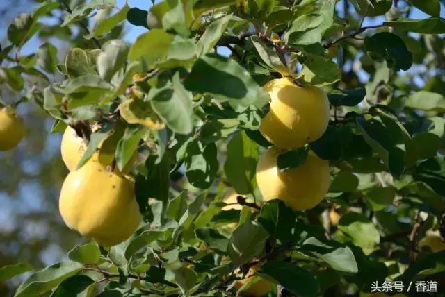 鹅梨帐中香青韵香道套装,除了鹅梨香还有什么香好闻