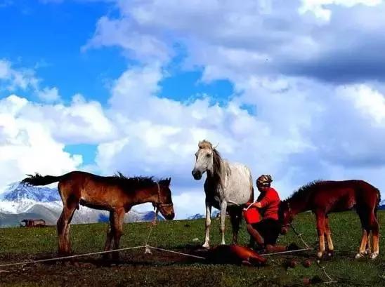 去塔城喝什么饮料,去塔城需要什么条件