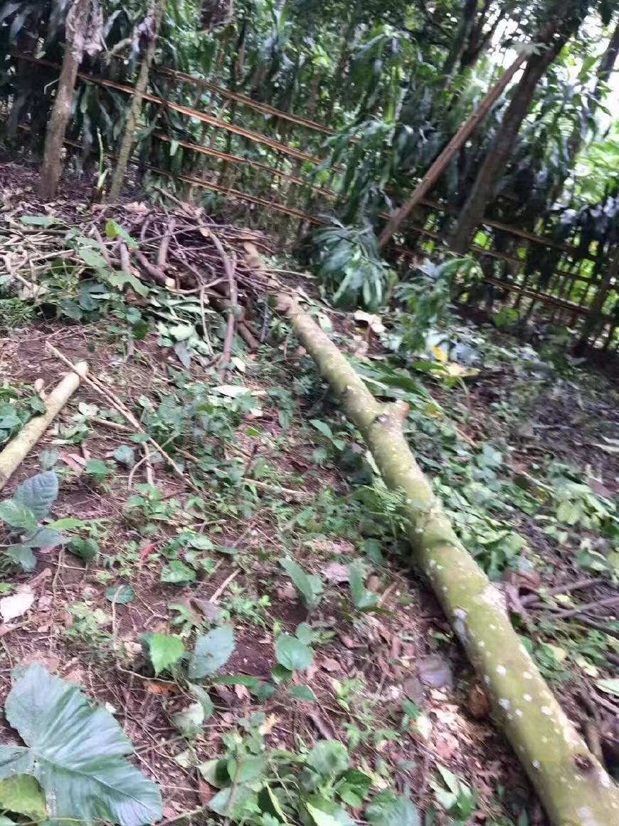 金刚菩提怎么区分大小金刚,红皮金刚菩提和黄皮金刚菩提