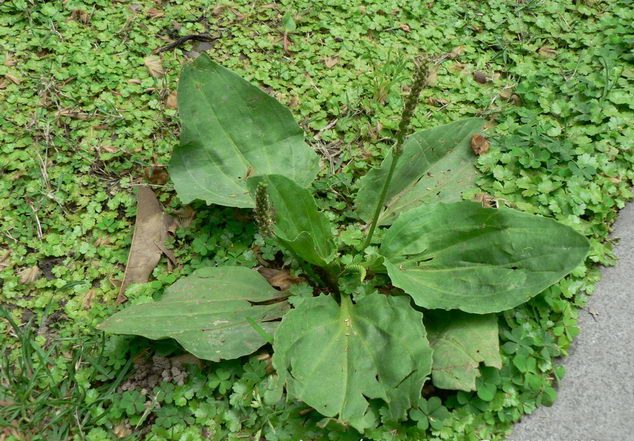 农村常见的中草药有哪些品种,农村常见100种中草药