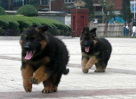 十大最忠诚的狗排名大白熊犬,大白熊犬大型犬品种大全带图