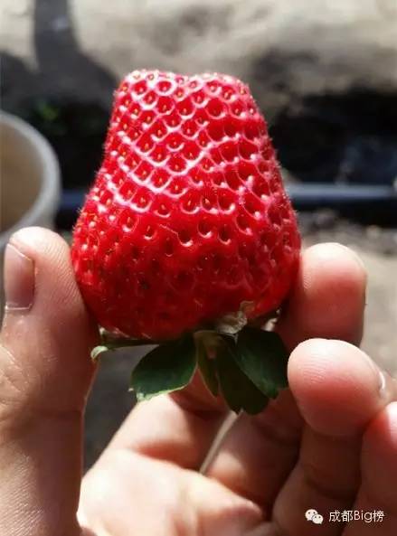 一个用味道留住你的草莓采摘园,52个新鲜草莓