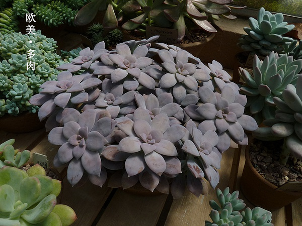 多肉张狂起来,狂野型多肉