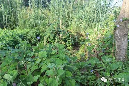 美食有一种情怀叫老味道,美食江湖情